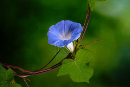 Téléchargez les photos : Fleurs sauvages de gloire du matin japonais (Ipomoea nil) est une espèce de gloire du matin Ipomoea connu sous plusieurs noms communs, y compris gloire du matin picoté, gloire du matin lierre. Concentration sélective - en image libre de droit