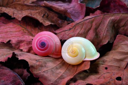 Téléchargez les photos : Escargots terrestres jaunes et roses (Calocochlia festiva) beaux escargots de l'île de Luçon, Philippines, espèces en voie de disparition, rares et protégés. Concentration sélective - en image libre de droit