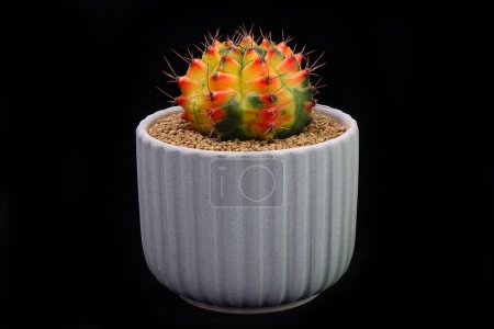 Téléchargez les photos : Cactus coloré (Gymnocalycium mihanovichii variegata) isolé sur fond noir. Cactus lunaire panaché dans un pot en céramique - en image libre de droit