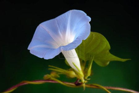 Wilder japanischer Morgenruhm (Ipomoea nil) ist eine Art von Ipomoea Morgenruhm, die unter mehreren gebräuchlichen Namen bekannt ist, darunter Picotee Morgenruhm, Efeu Morgenruhm. Selektiver Fokus