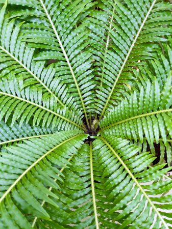 Photo for Tropical ferns leave. Ferns leaf, selective focus - Royalty Free Image