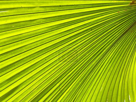 Foto de Palm leaf texture for spring and summer background. Tropical green leaves background and texture. Botany green banner - Imagen libre de derechos