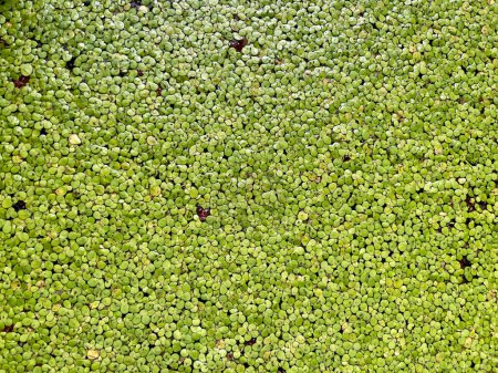 Common duckweed (Lemna perpusilla) or Minute duckweed the small green floating aquatic plants, background and texture