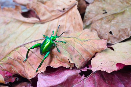 Käfer: Froschbeiner oder Blattkäfer (Sagra femorata) in den tropischen Wäldern Thailands. Einer der schönsten Käfer der Welt mit irisierenden Metallic-Farben. Selektiver Fokus