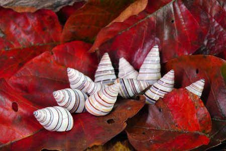 Candy cane snail (Liguus virgineus) is a species of tree-living snail native to the Caribbean island of Hispaniola in Haiti and the Dominican Republic. One of world most beautiful snail.