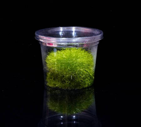 Photo for A cup of Aquatic plants tissue culture, Utricularia graminifolia  Grass leaved Bladderwort isolated on balck background. Selective focus - Royalty Free Image