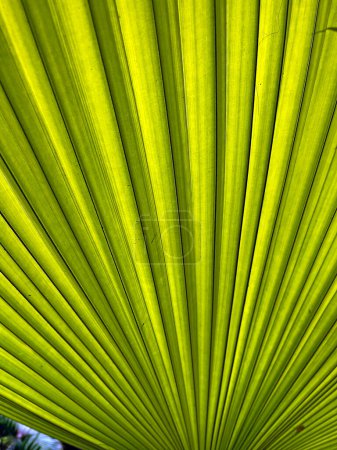 Foto de Palm leaf texture for spring and summer background. Tropical green leaves background and texture. Botany green banner - Imagen libre de derechos