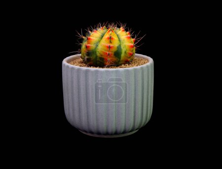 Cactus in pot isolated on black background                               