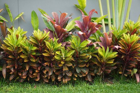 Des idées de jardin. Jardin décoré avec Croton coloré (Codiaeum variegatium (L.)) (ou Laurel panaché, Croton de jardin) et ti plante (Cordyline fruticosa) ou nénuphar, palmier à chou  