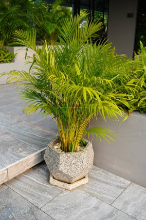 Photo for Garden ideas used Yellow palm (Dypsis lutescens) in pot for outdoor decoration. Golden cane palm or Madagascar palm - Royalty Free Image