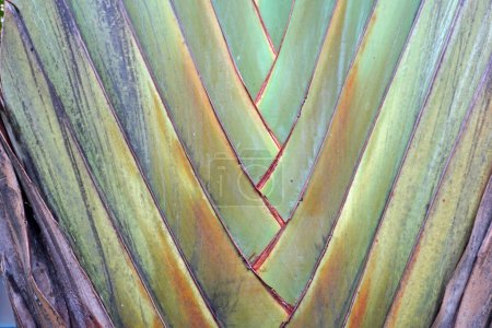 Travelers palm (Ravenala madagascariensis) close up background and texture