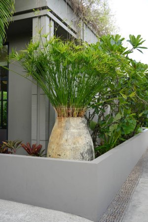 Ideas de jardinería. Papiro paraguas (Cyperus alternifolius), seto paraguas o palmera paraguas puede plantarse en macetas, en estanques, y como planta de interior.