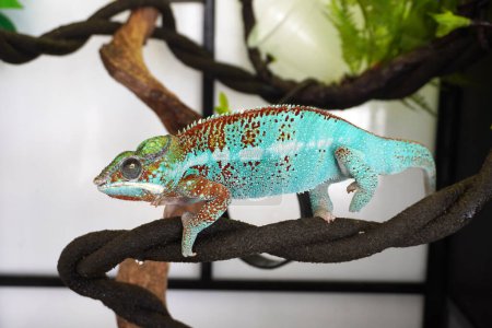 Chameleon. Colorful chameleon, popular exotic pets. Selective focus