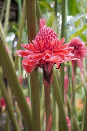 Foto de Antorcha jengibre (Etlingera elatior) también conocido como flor de jengibre, rojo jengibre lirio, flor de la antorcha, lirio de la antorcha, jengibre salvaje, combrang, kecombrang, bunga kantan, flor de cera filipina, dala y porcelana rosa - Imagen libre de derechos