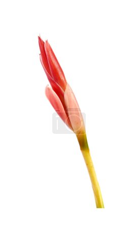 Photo for Torch ginger isolated on white background. Ginger flower, red ginger lily, torchflower, torch lily, wild ginger, combrang, kecombrang, bunga kantan, Philippine wax flower, dala and porcelain rose - Royalty Free Image