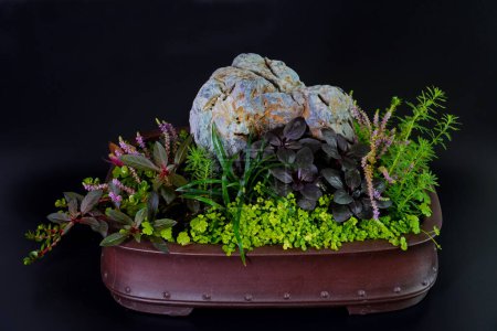 Photo for Wabi Kusa in bonsai pot, selective focus. Wabi Kusa is the art of arranging different aquatic plants growing on a substrate medium in the shape of a ball. - Royalty Free Image