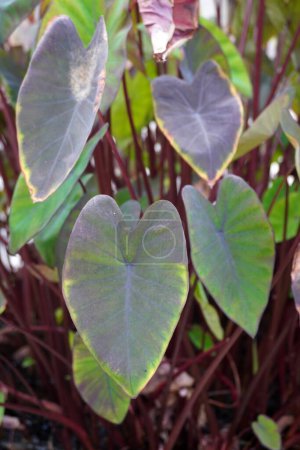 Foto de Colocasia magia negra, enfoque selectivo, hermosas plantas ornamentales con hojas de tono de color negro, ideas para decoraciones de jardín de estilo tropical o Bali - Imagen libre de derechos