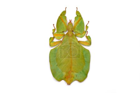 Green leaf insect, top view isolated on white background. Leaf insect (Phyllium bioculatum) or Walking leaves, Rare and protected