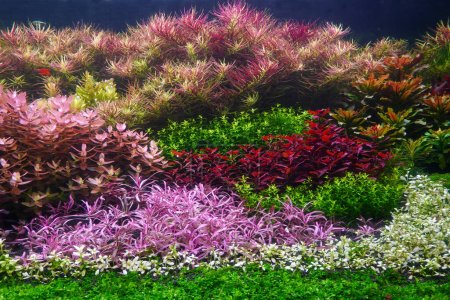 Aquarium, selektiver Fokus. Bunte Wasserpflanzen im Aquarium mit holländischem Aquascaping Layout. Bepflanztes Becken 