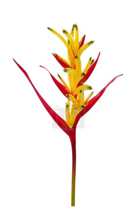 Heliconia flower isolated on white background. Ornamental flowers. A great heliconia for cut flowers 