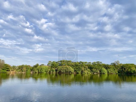 Mangroves forest along the freshwater lake nearby the andaman sea in Phuket Thailand