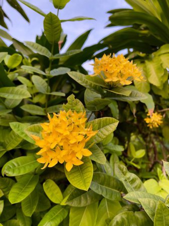 Fleurs Ixora chinoises jaunes (Ixora chinensis), foyer sélectif