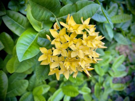 Gelbe chinesische Ixora-Blüten (Ixora chinensis), selektiver Fokus