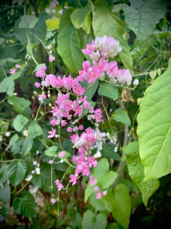Corail fleurs de vigne (Antigonon leptopus) foyer sélectif, communément connu sous le nom de rampant mexicain, buisson d'abeilles ou de la vigne de San Miguelito