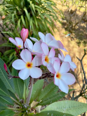 Frangipani-Blüten, selektiver Fokus mit Kopierraum