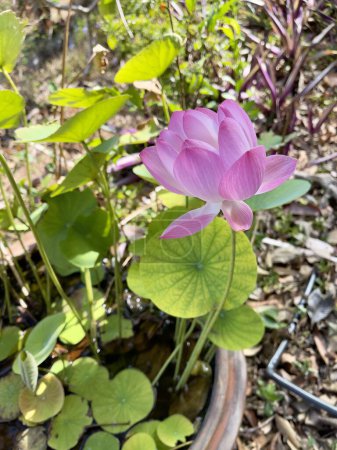 Potted pink lotus in tropical garden