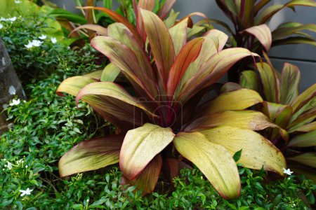Planta Ti (Cordyline fruticosa) Popular como planta de interior por sus hojas multicolores, es un arbusto siempreverde o pequeño árbol con hojas en forma de lanza