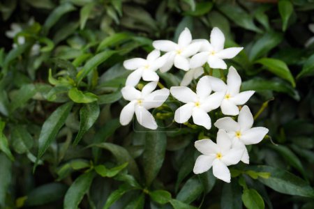 Foto de Pinwheel flower (Tabernaemontana divaricata) comúnmente llamado, jazmín de crape, rosebay de las Indias Orientales y corona de Nerón - Imagen libre de derechos