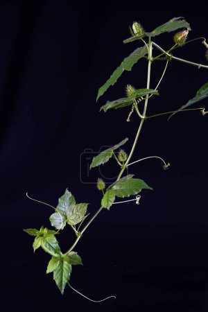 Stinking passionflower (Passiflora foetida) or wild maracuja, bush passion fruit, wild water lemon, stoneflower, love-in-a-mist, or running pop