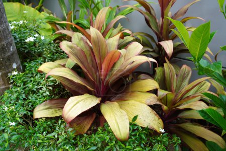 Ti Plant (Cordyline fruticosa) Beliebt als Zimmerpflanze wegen ihrer bunten Blätter, ist ein immergrüner Strauch oder kleiner Baum mit lanzenförmigen Blättern