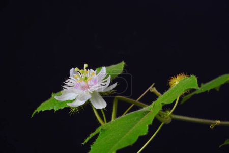 Apestosa pasiflora (Passiflora foetida) o maracuja silvestre, fruta de la pasión de arbusto, limón de agua silvestre, flor de piedra, amor en una niebla, o pop corriendo