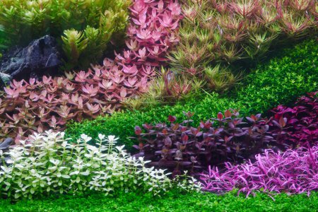 Photo for Colorful planted aquarium tank. Aquatic plants tank. Dutch inspired aquascaping with colorful aquatic stem plants. Aquarium garden, selective focus - Royalty Free Image