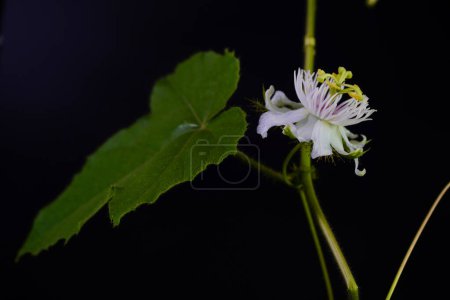 Apestosa pasiflora (Passiflora foetida) o maracuja silvestre, fruta de la pasión de arbusto, limón de agua silvestre, flor de piedra, amor en una niebla, o pop corriendo