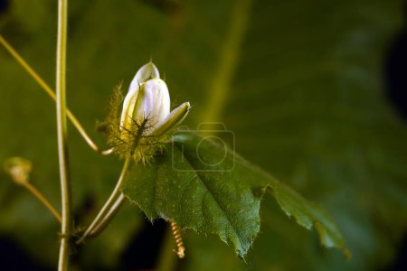 Stinking passionflower (Passiflora foetida) or wild maracuja, bush passion fruit, wild water lemon, stoneflower, love-in-a-mist, or running pop