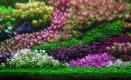 Photo for Colorful planted aquarium tank. Aquatic plants tank. Dutch inspired aquascaping with colorful aquatic stem plants. Aquarium garden, selective focus with blur motion of fish swiming - Royalty Free Image