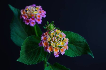 Lantana-Blüten (Lantana camara L.), gemeinsamer Name Weinende Lantana, Weißer Salbei, Stoff aus Gold