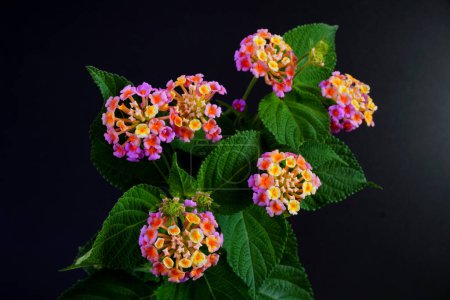 Téléchargez les photos : Fleurs de Lantana (Lantana camara L.), nom commun Lantana pleureur, Sauge blanche, Tissu d'or - en image libre de droit