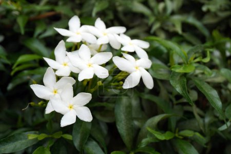 Photo for Pinwheel flower (Tabernaemontana divaricata)  commonly called,crape jasmine, East India rosebay, and Nero's crown - Royalty Free Image