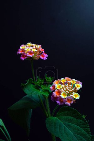 Lantana-Blüten (Lantana camara L.), gemeinsamer Name Weinende Lantana, Weißer Salbei, Stoff aus Gold