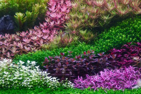Colorido acuario plantado tanque. Depósito de plantas acuáticas. Holandés inspirado aquascaping con coloridas plantas de tallo acuático. Jardín del acuario, enfoque selectivo