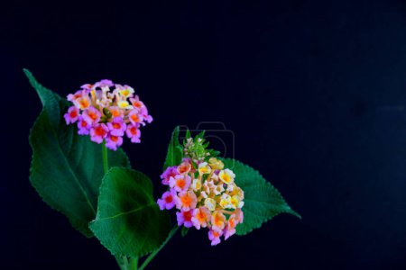 Lantana flores (Lantana camara L.), nombre común Lantana llorón, salvia blanca, paño de oro