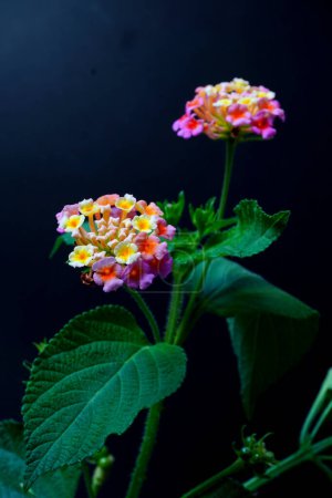 Fleurs de Lantana (Lantana camara L.), nom commun Lantana pleureur, Sauge blanche, Tissu d'or