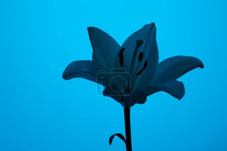 Foto de Silueta de suave flor de Lilium candidum fresca con pétalos finos y estambres sobre fondo azul neón brillante - Imagen libre de derechos