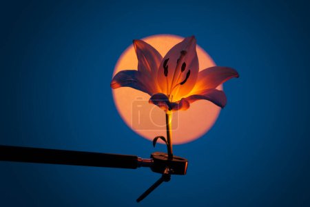 Foto de Flor de lirio fresco unida al soporte bajo proyector de neón naranja sobre fondo azul oscuro - Imagen libre de derechos