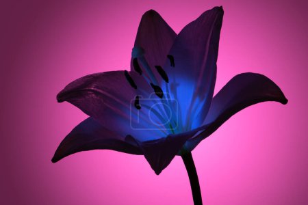 Téléchargez les photos : Fleur de lys naturel avec de minces pétales illuminés de lumière au néon violet sur fond de magenta brillant - en image libre de droit