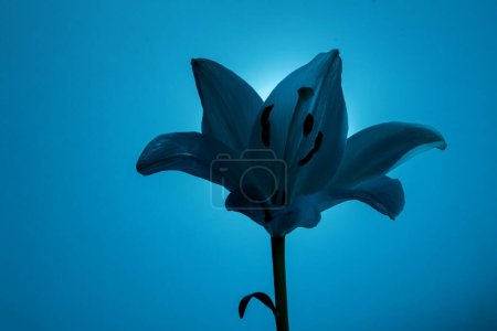 Photo for Fresh lily flower with delicate petals illuminated with neon light against blue background - Royalty Free Image